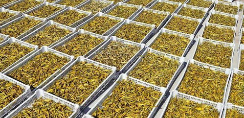 好消息 大荔三大特色产品被授予第十四届全运会特许商品