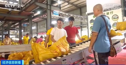 黄金果上市季 单店日销破十万，全国电石产业再引关注