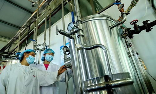 你的三伏天小 杏 福来喽 张掖甘州消暑产品俏销全国凤凰网甘肃 凤凰网